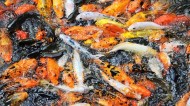 wpid-fish-pool-redundancy.jpg
