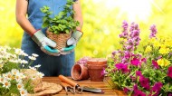 Garden leave or gardening leave