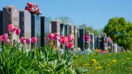 Cemetary with tulips