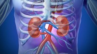 Kidney