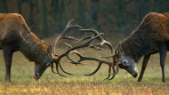 A personality clash is a situation that could lead to a fair dismissal for some other substantial reason
