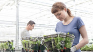 migrant-workers