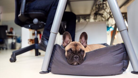 French bulldog