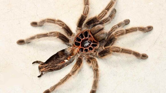 The exoskeleton of a tarantula similar to that used in the train driver's prank. Photo: Audrey Snider-Bell / Shutterstock
