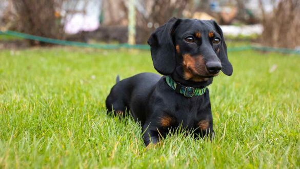 Freedom of belief training: Photo shows a dachshund dog.