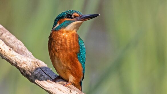 Kingfisher