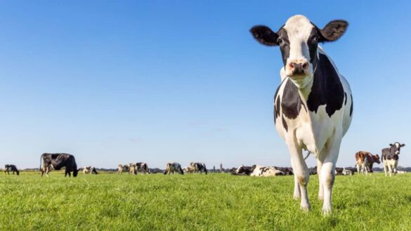 dairy labour shortages